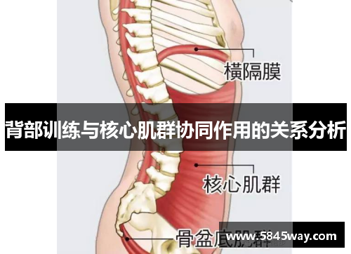 背部训练与核心肌群协同作用的关系分析